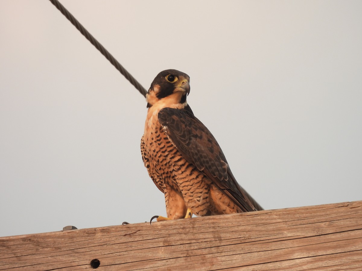 Peregrine Falcon - Mary Rumple