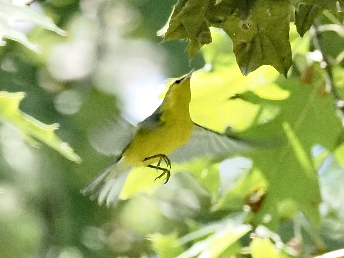 Blue-winged Warbler - ML258048661