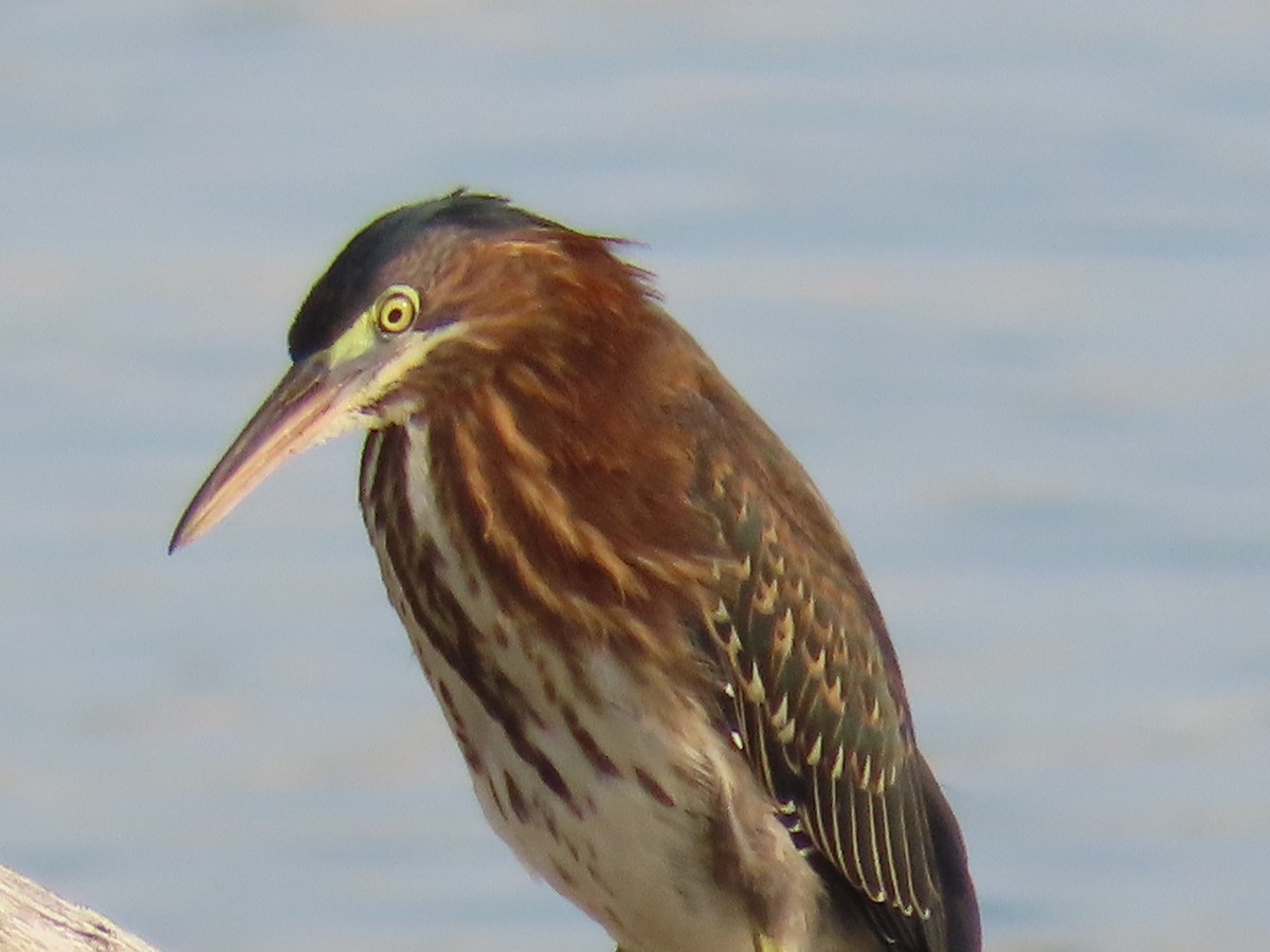 Green Heron - Jim Frank