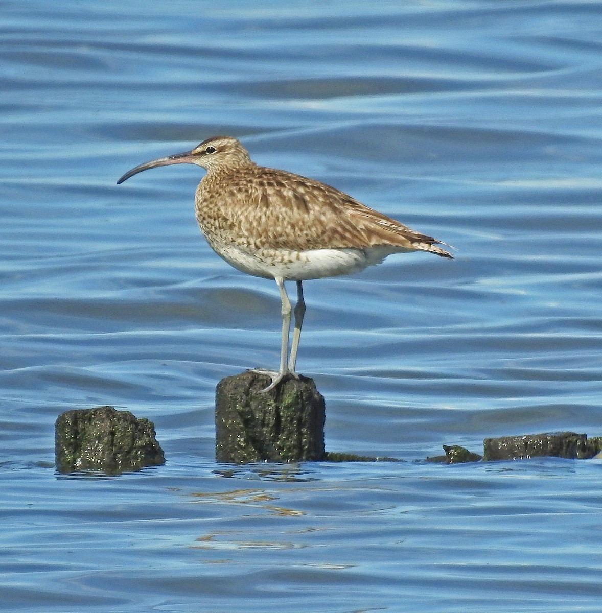 Whimbrel - Manfred Schleuning