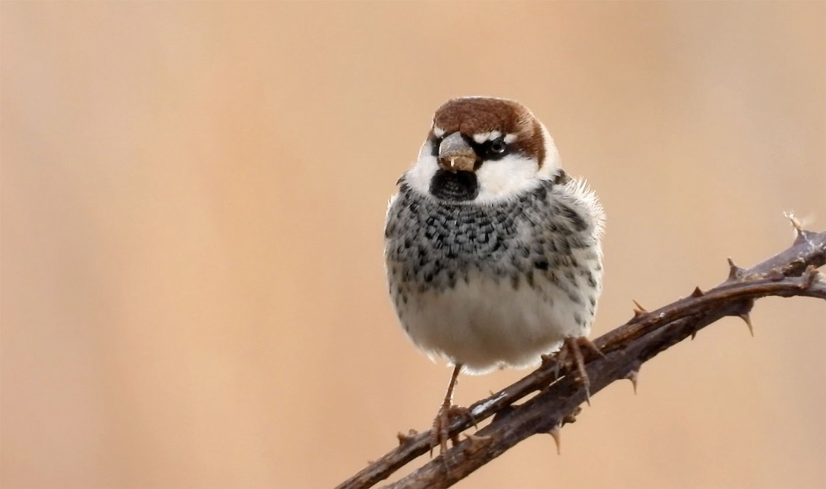 Moineau espagnol - ML258050061