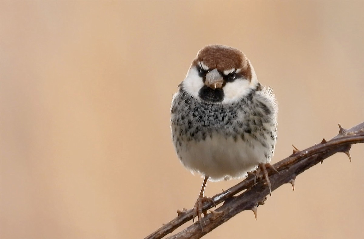 Moineau espagnol - ML258050091