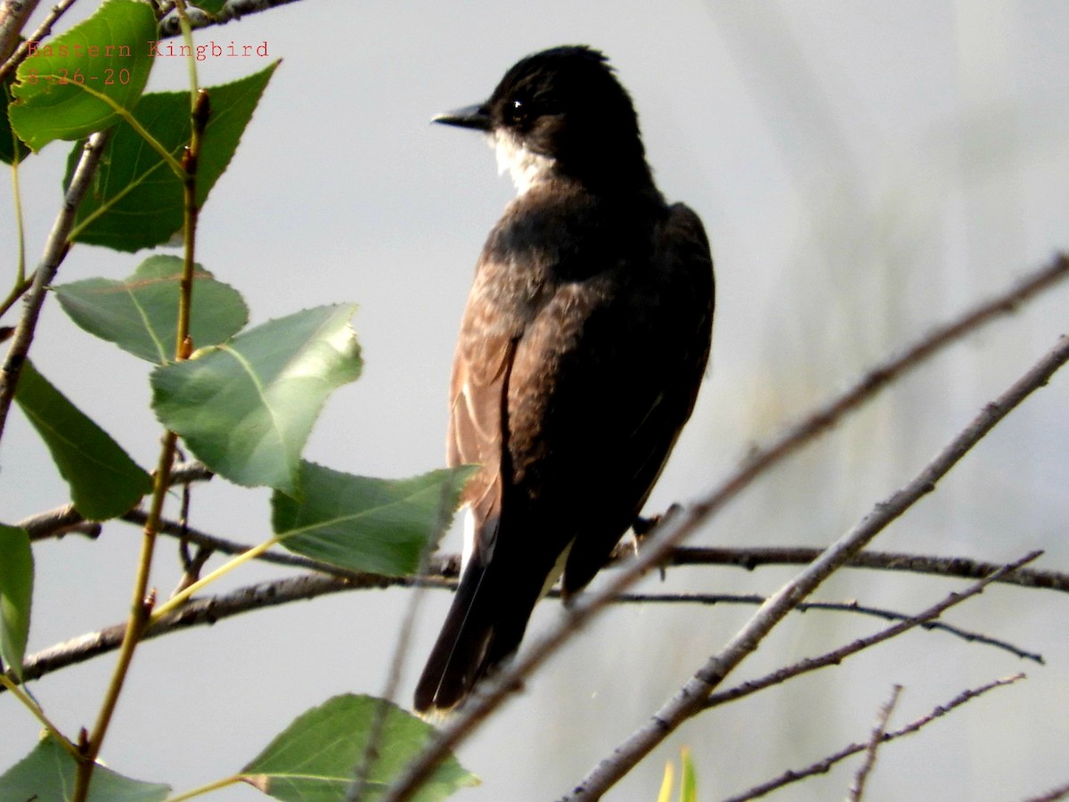 Eastern Kingbird - Troy Rider