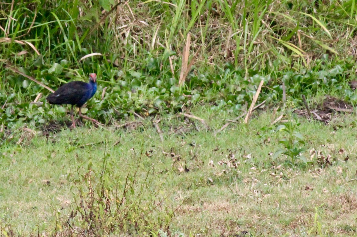 Gray-headed Swamphen - ML25805221