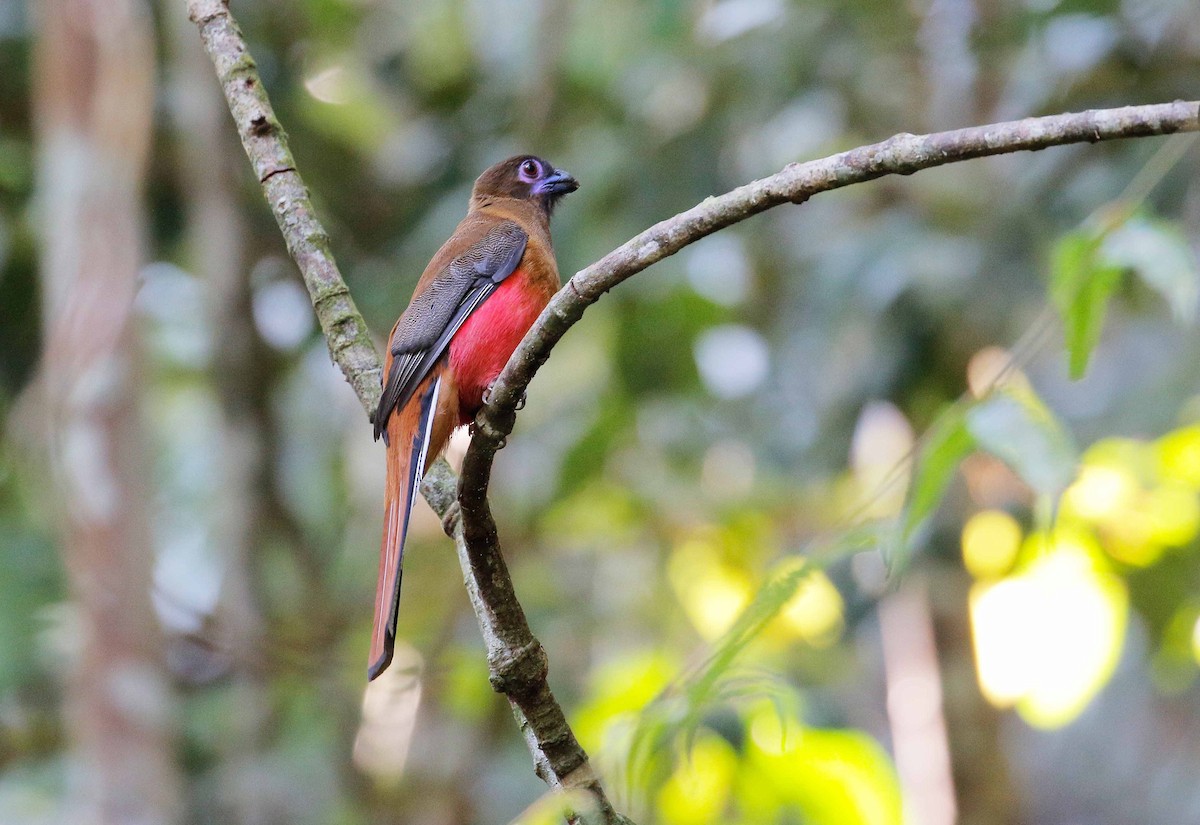 Diard's Trogon - Neoh Hor Kee