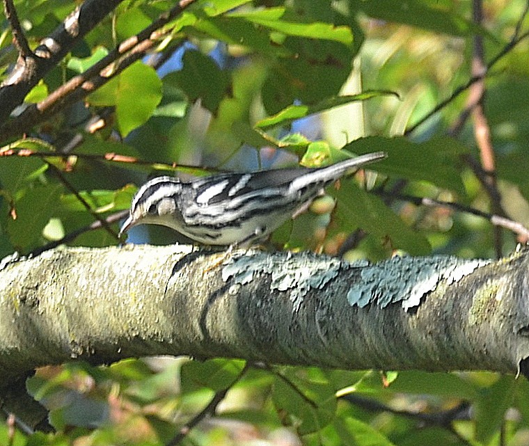 Black-and-white Warbler - ML258055621