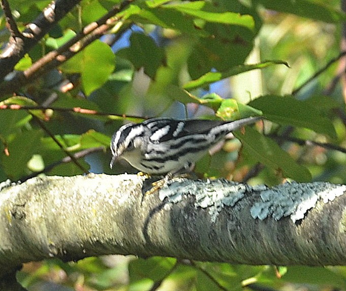 Black-and-white Warbler - ML258055761
