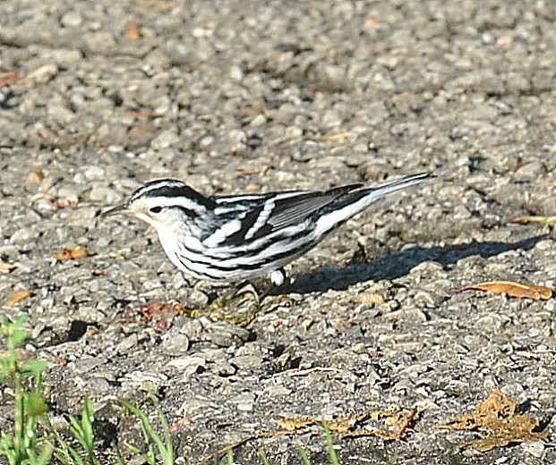 Black-and-white Warbler - ML258055791