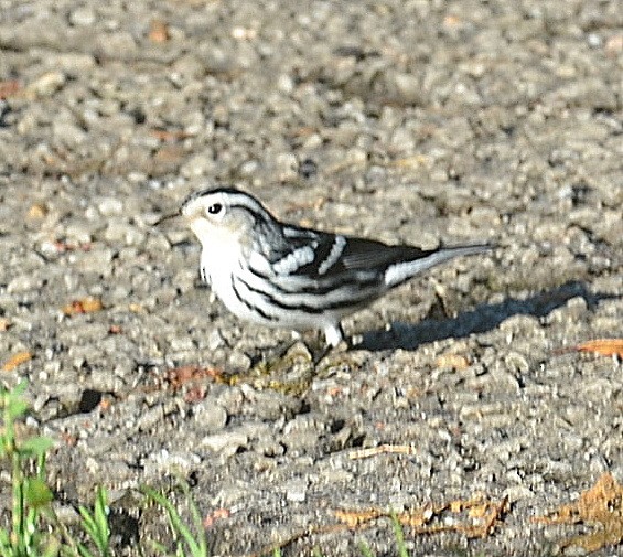 Black-and-white Warbler - ML258055871