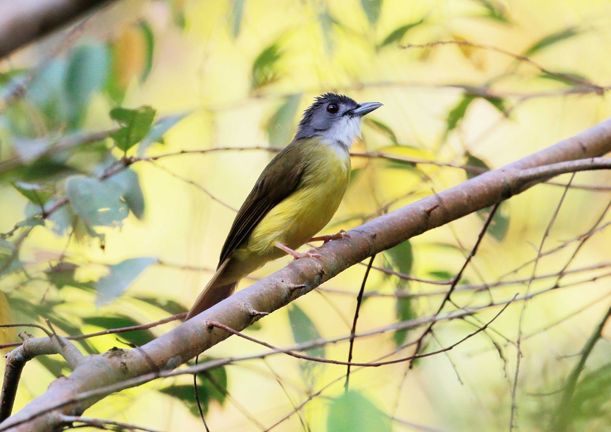 Yellow-bellied Bulbul - Neoh Hor Kee