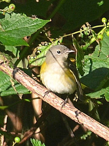 American Redstart - ML258055931