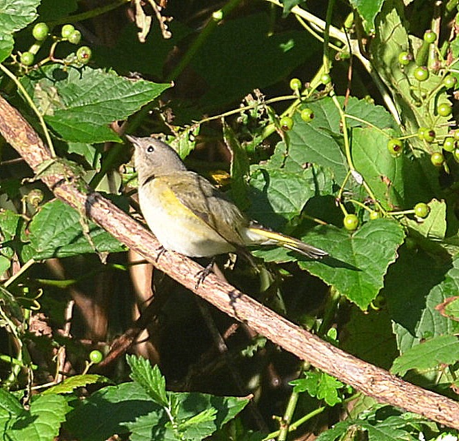 American Redstart - ML258055991