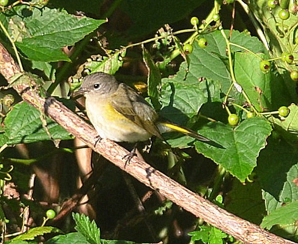 American Redstart - ML258056031