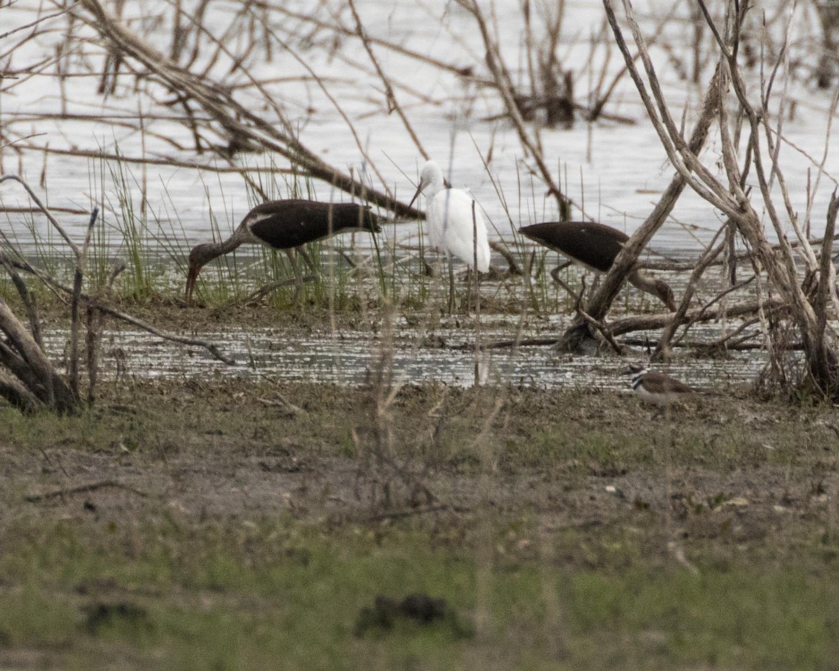 White Ibis - ML258056101