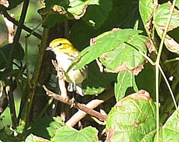 Blackburnian Warbler - ML258056111