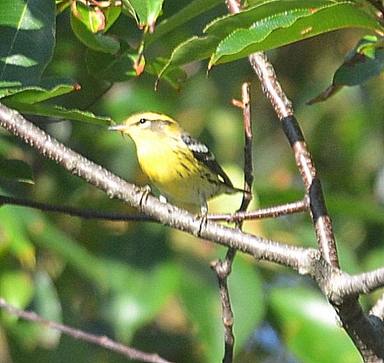 Blackburnian Warbler - ML258056181