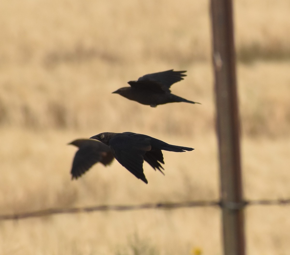 Brewer's Blackbird - ML258056711