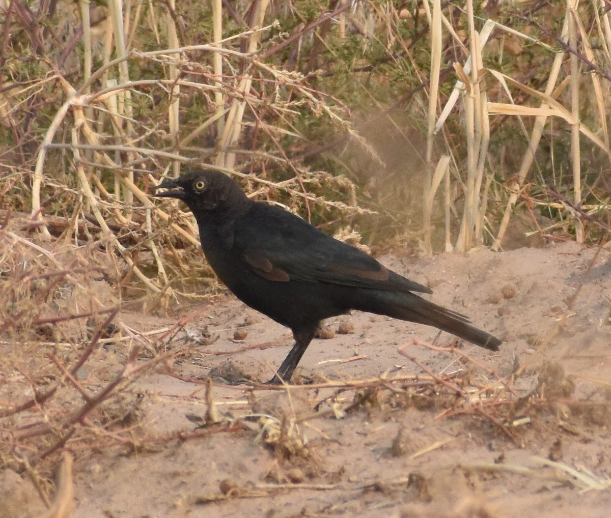 Brewer's Blackbird - ML258056751