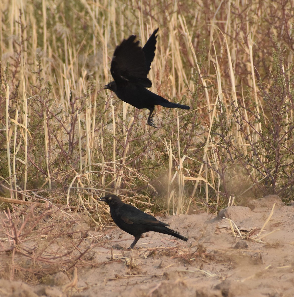 Brewer's Blackbird - ML258056761