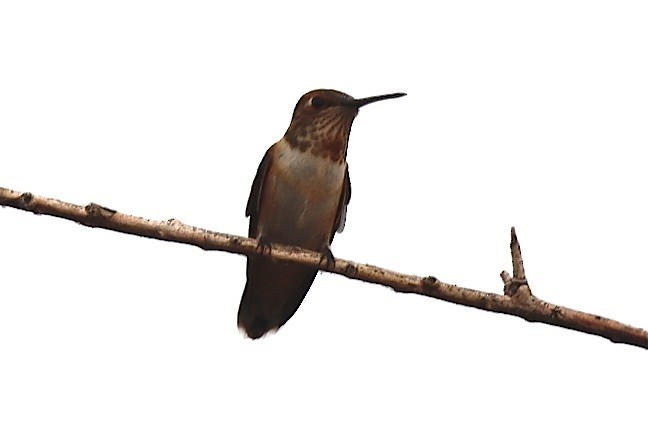 Rufous Hummingbird - ML258057191