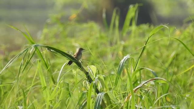 Little Rush Warbler - ML258057901