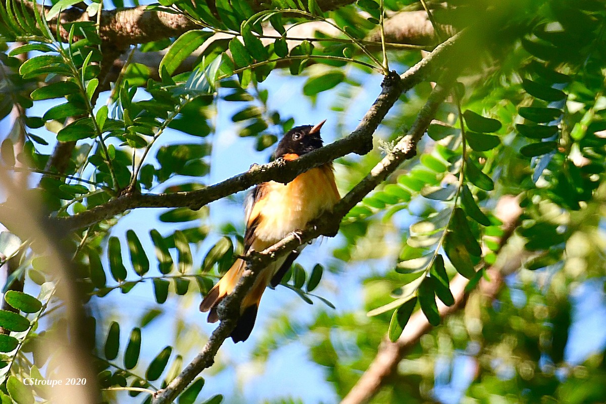 American Redstart - ML258061641