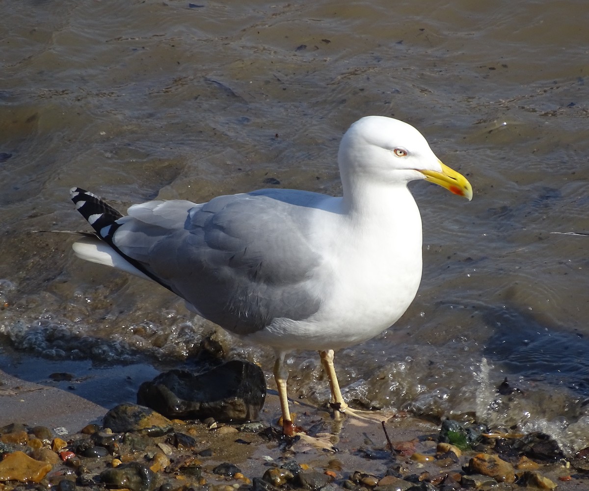 Yellow-legged Gull - Stephen Harris