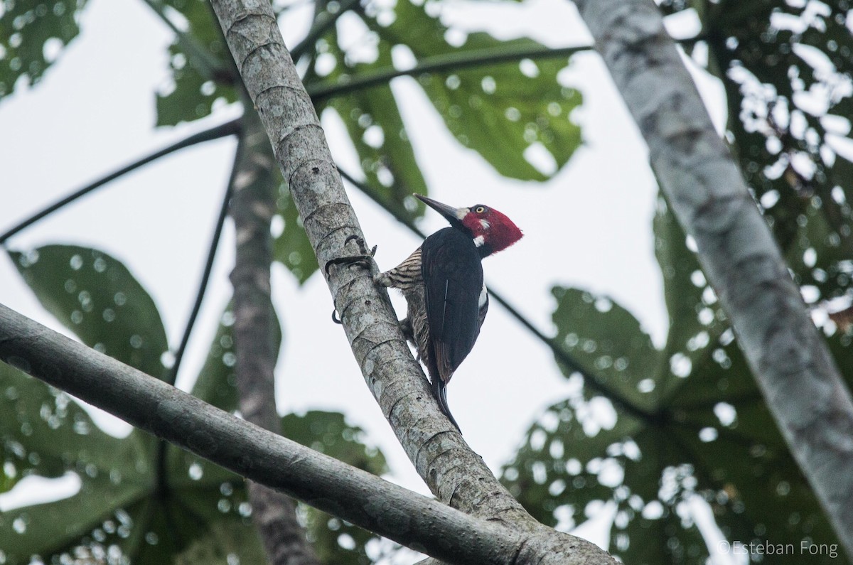 Crimson-crested Woodpecker - ML258062341