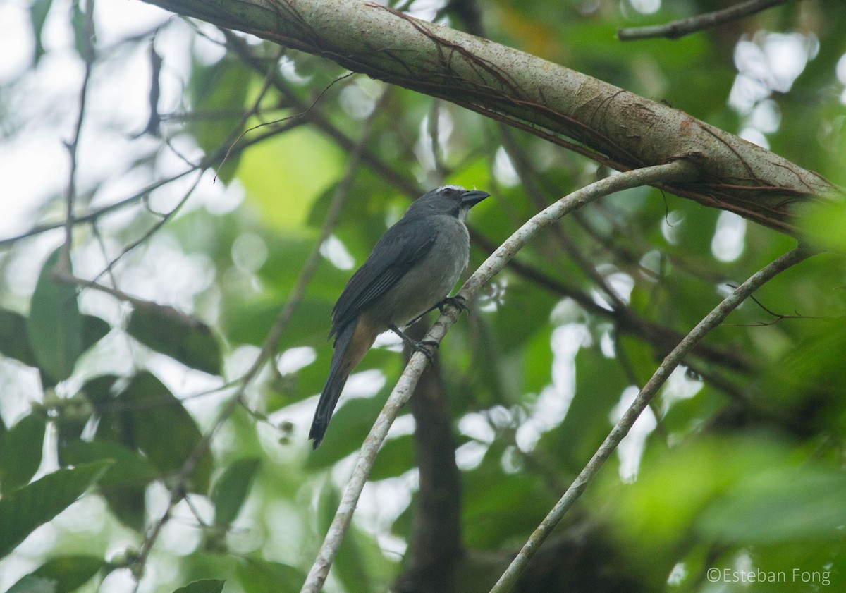 Bluish-gray Saltator - ML258062411