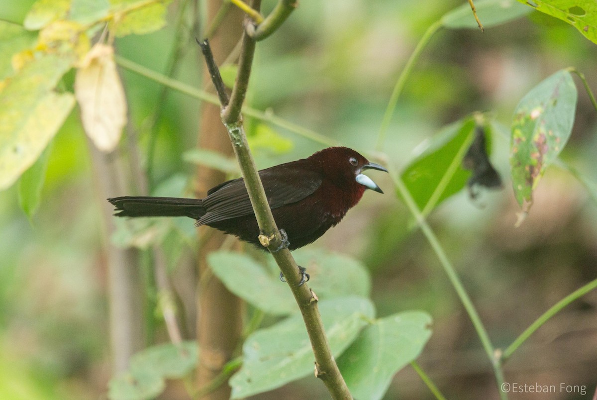 Silver-beaked Tanager - ML258062571