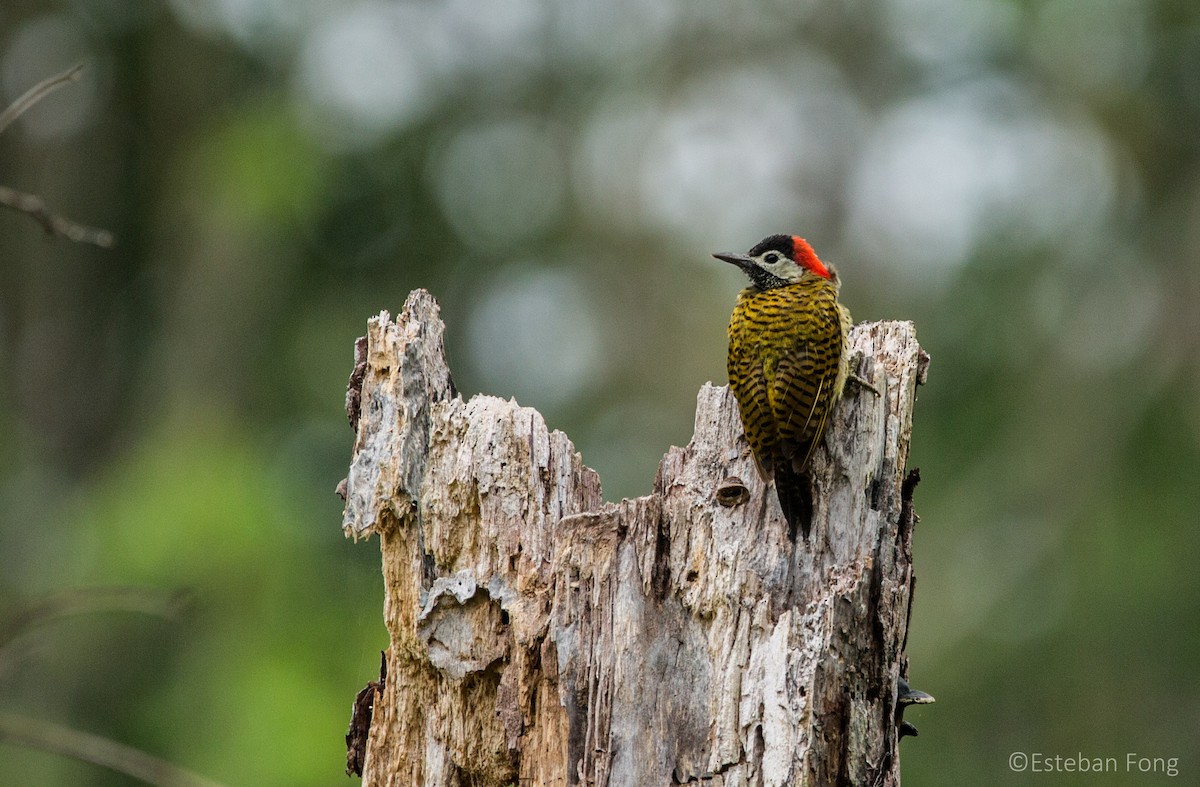 Spot-breasted Woodpecker - ML258063391