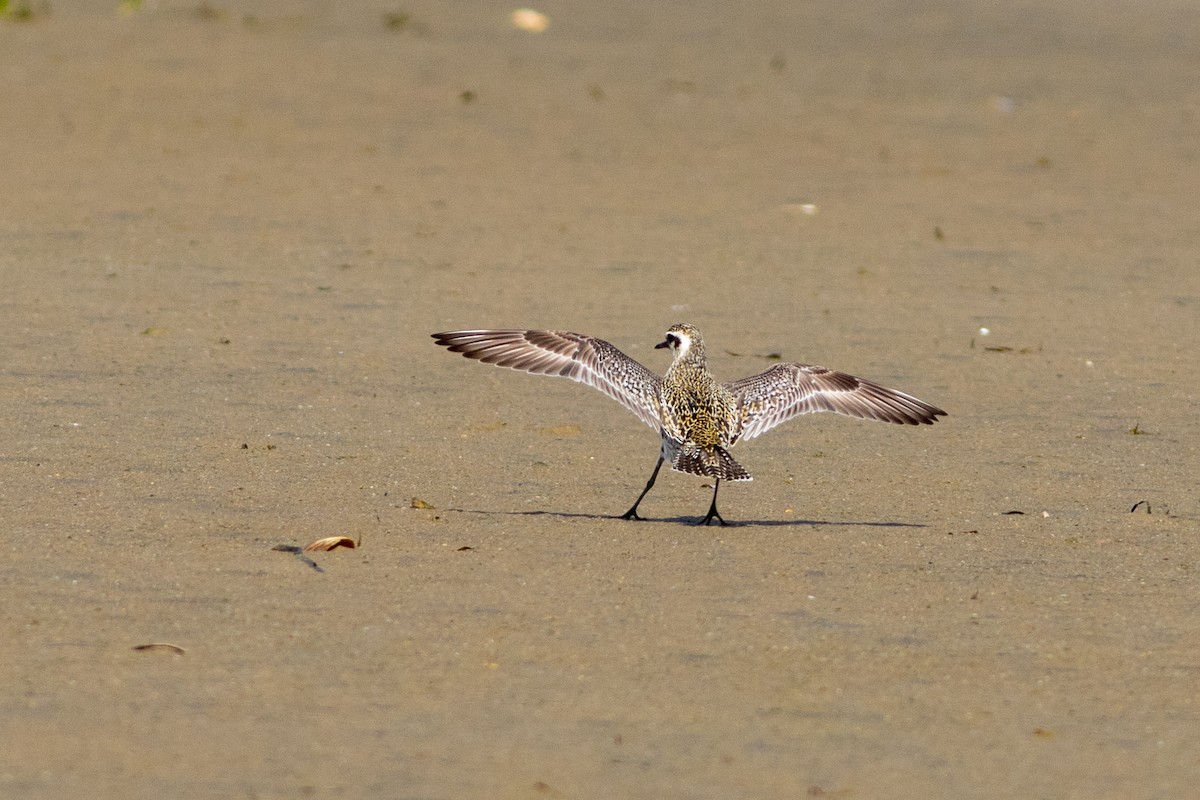 Pacific Golden-Plover - ML258064411