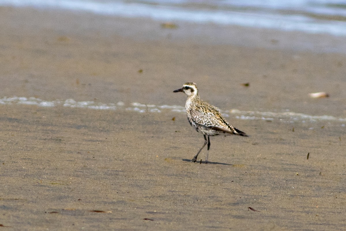 Pacific Golden-Plover - Lee Dunn