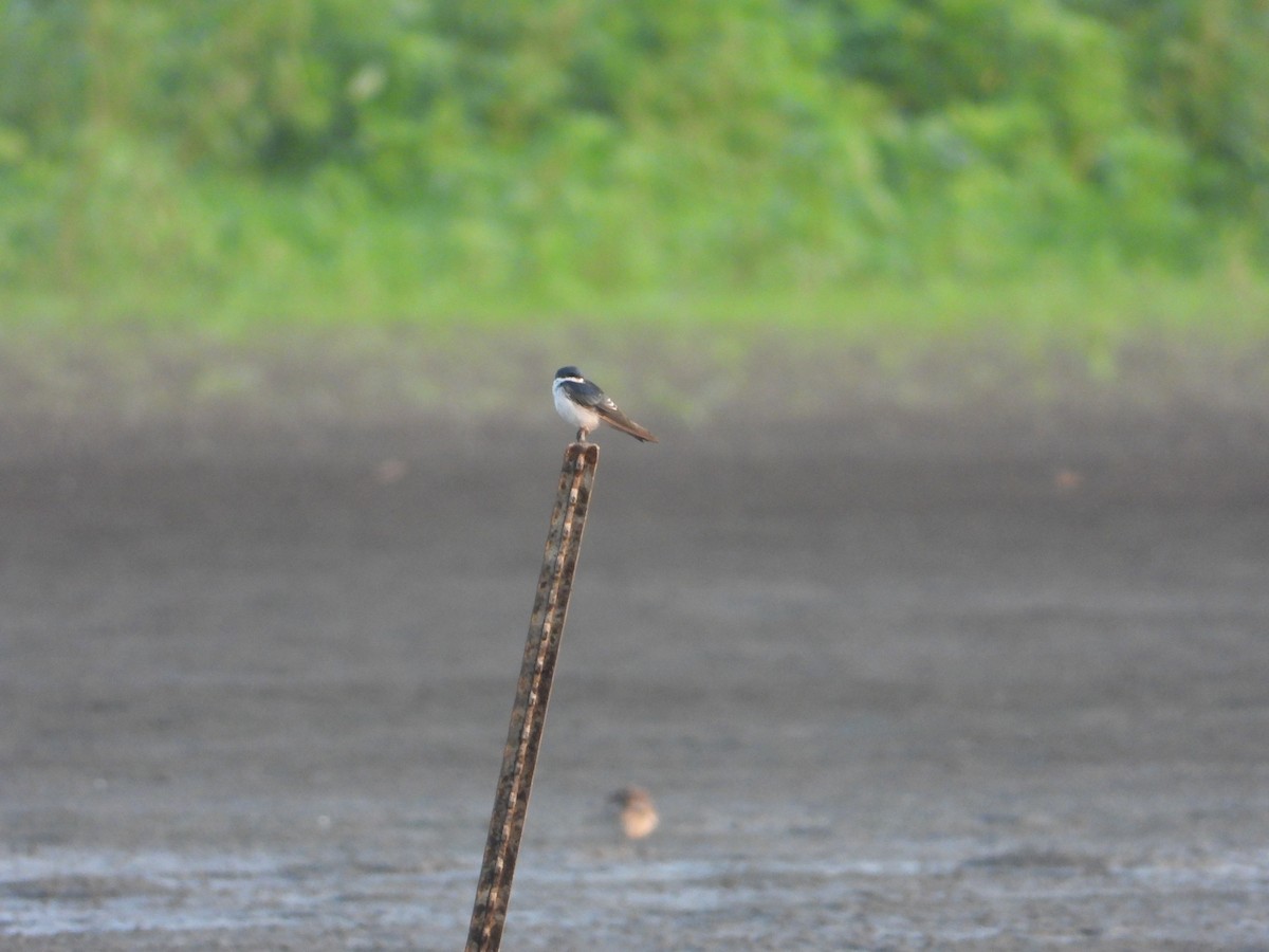 Golondrina Bicolor - ML258065391