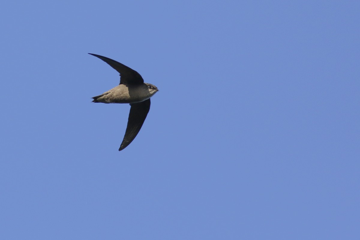 Chimney Swift - Jonathan Eckerson