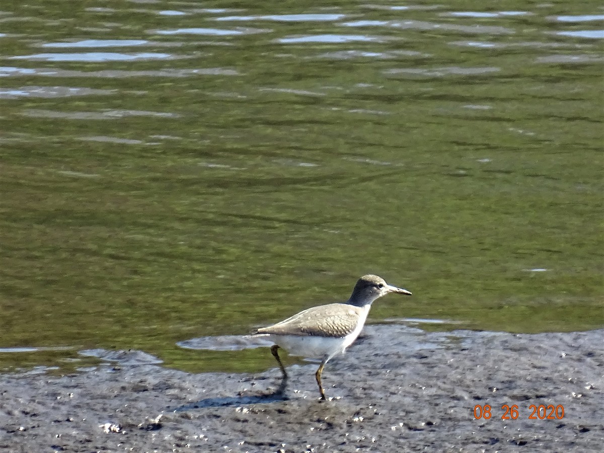 Spotted Sandpiper - ML258066801