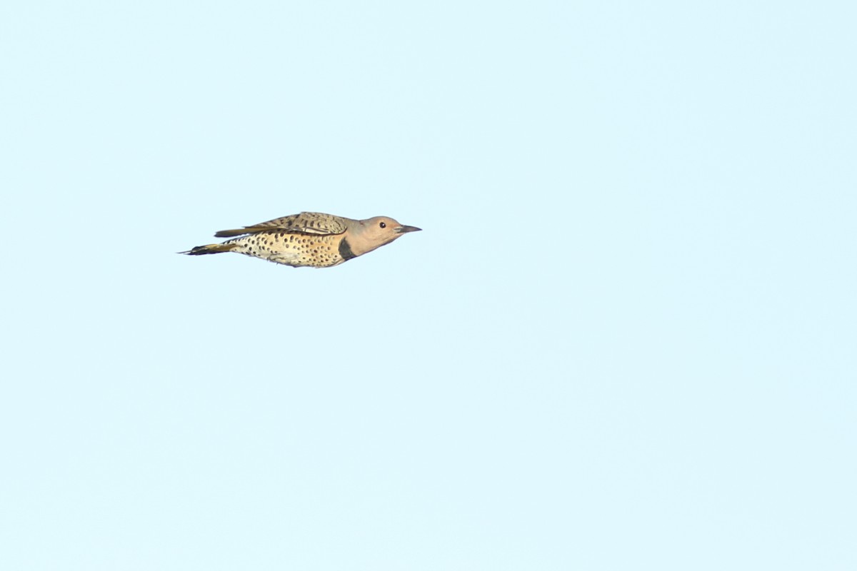 Northern Flicker (Yellow-shafted) - Jonathan Eckerson