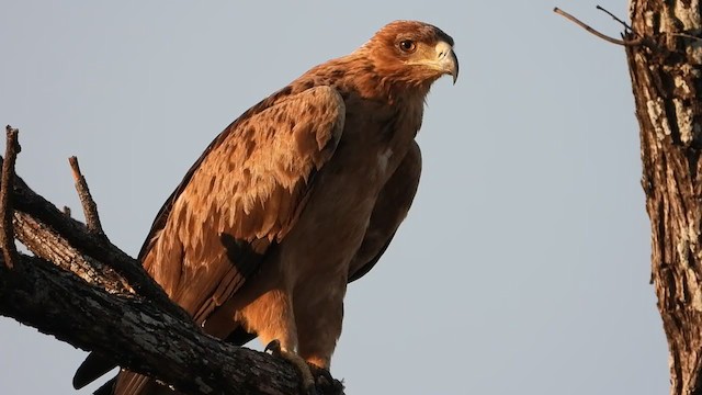 Tawny Eagle - ML258068581