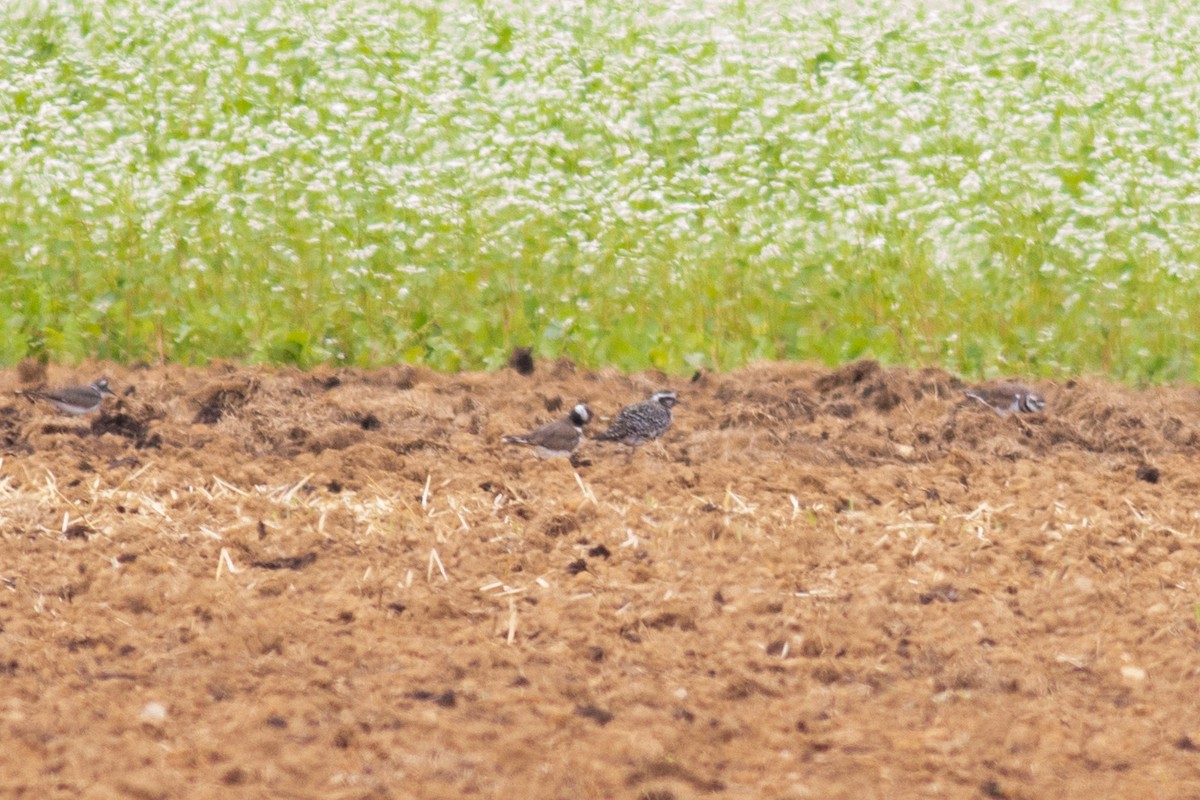 American Golden-Plover - ML258069111