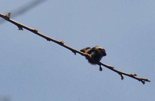 Rufous-crested Coquette - ML25807221