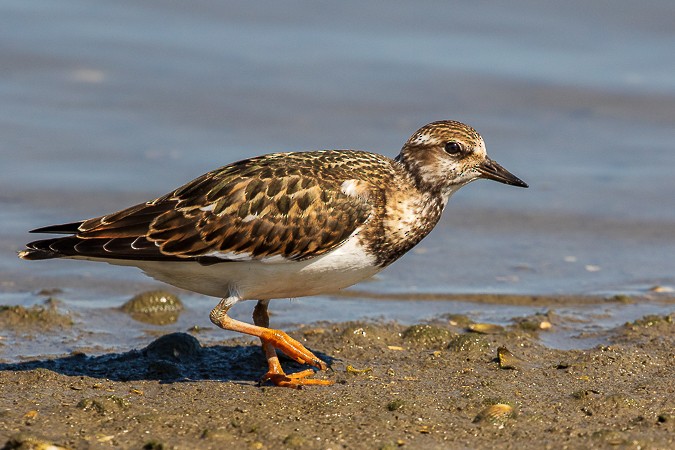 Ruddy Turnstone - ML258073291