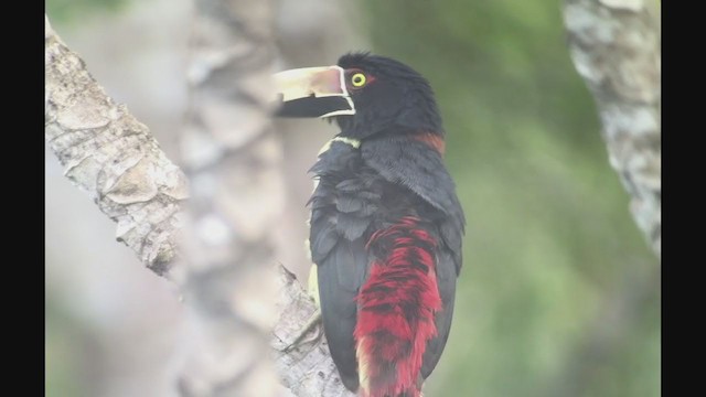 Collared Aracari - ML258073471