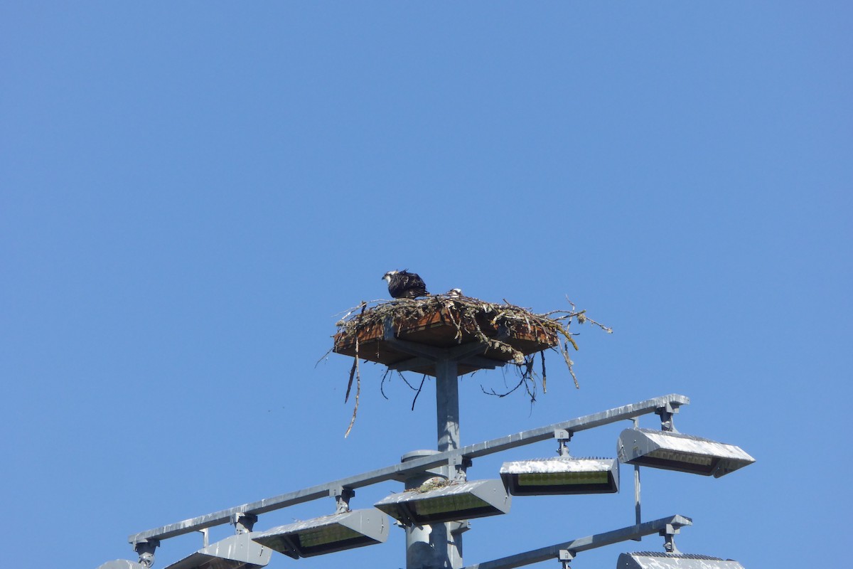 Águila Pescadora - ML258073781