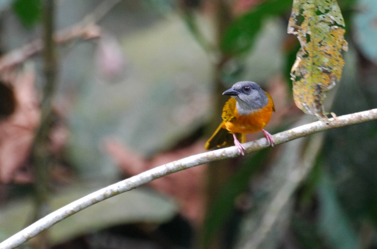 Gray-headed Tanager - David M. Bell