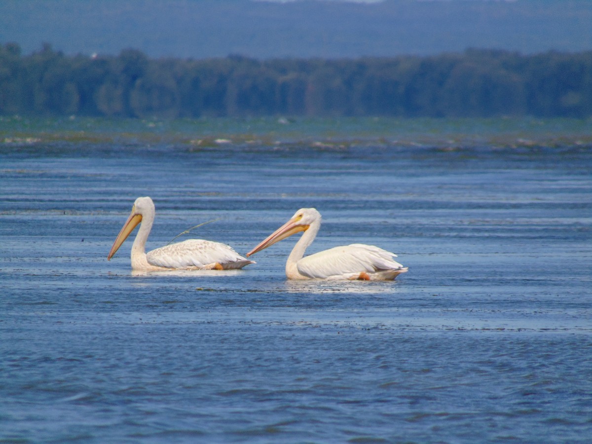 American White Pelican - Roxanne Mandeville