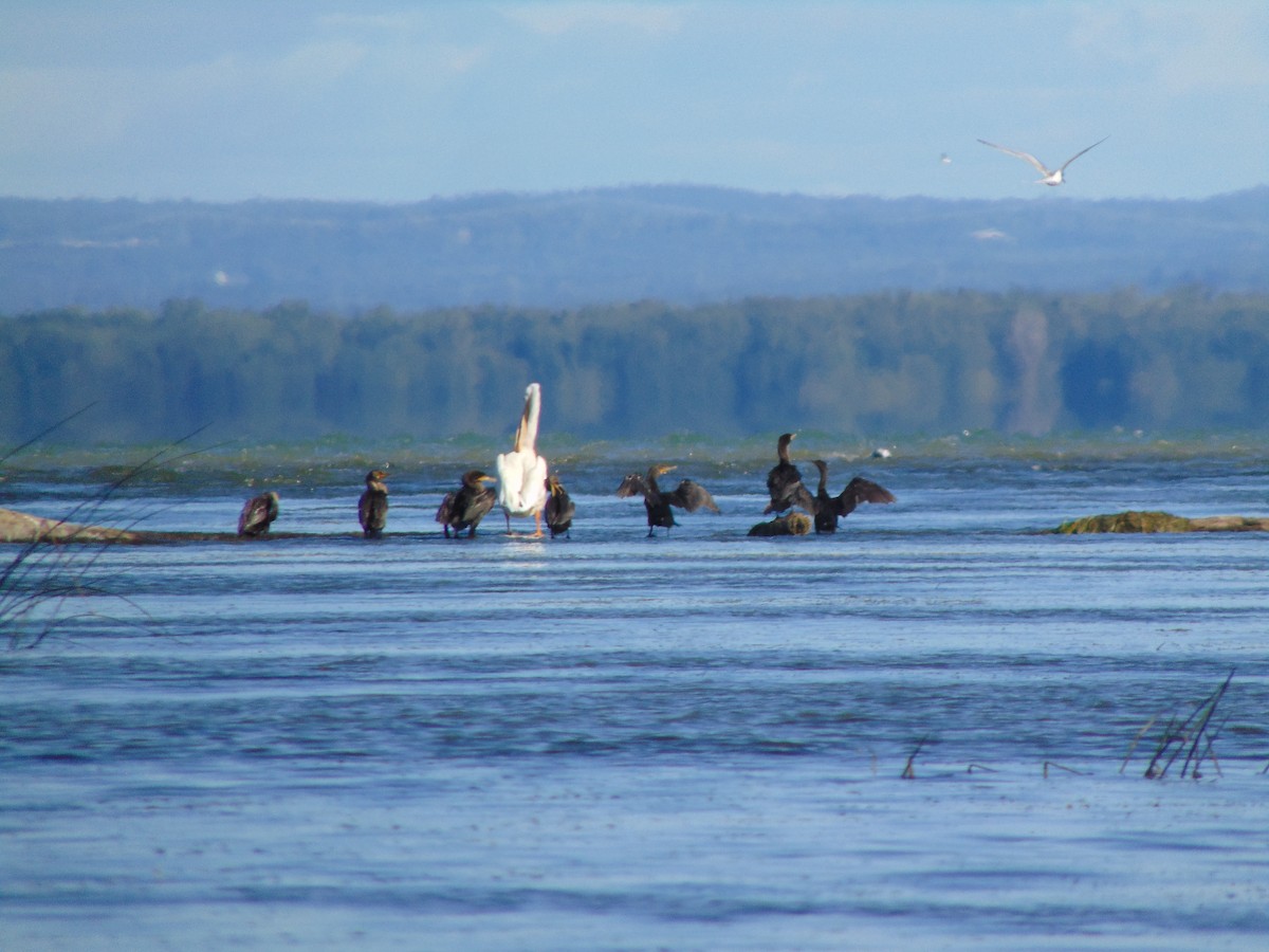 American White Pelican - Roxanne Mandeville