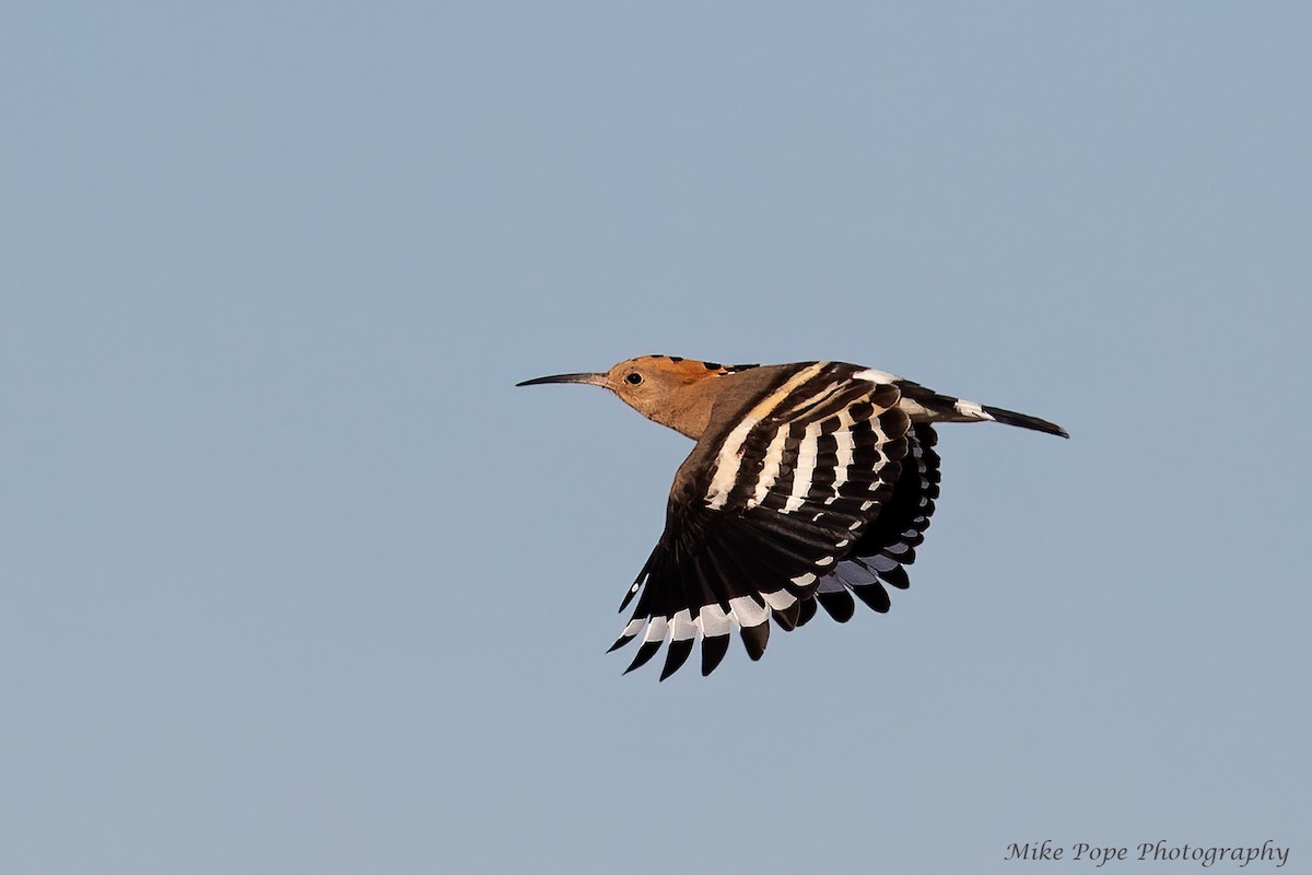 Eurasian Hoopoe - ML258075111