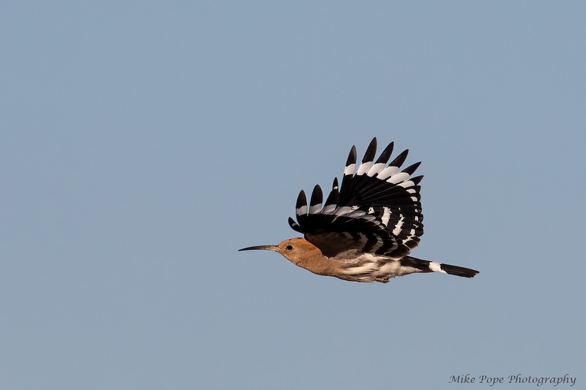 Eurasian Hoopoe - ML258075121