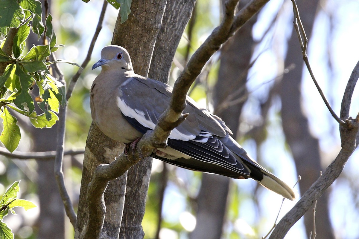 White-winged Dove - ML258075151