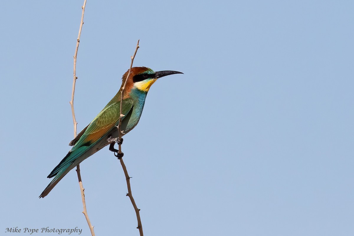 European Bee-eater - Mike Pope